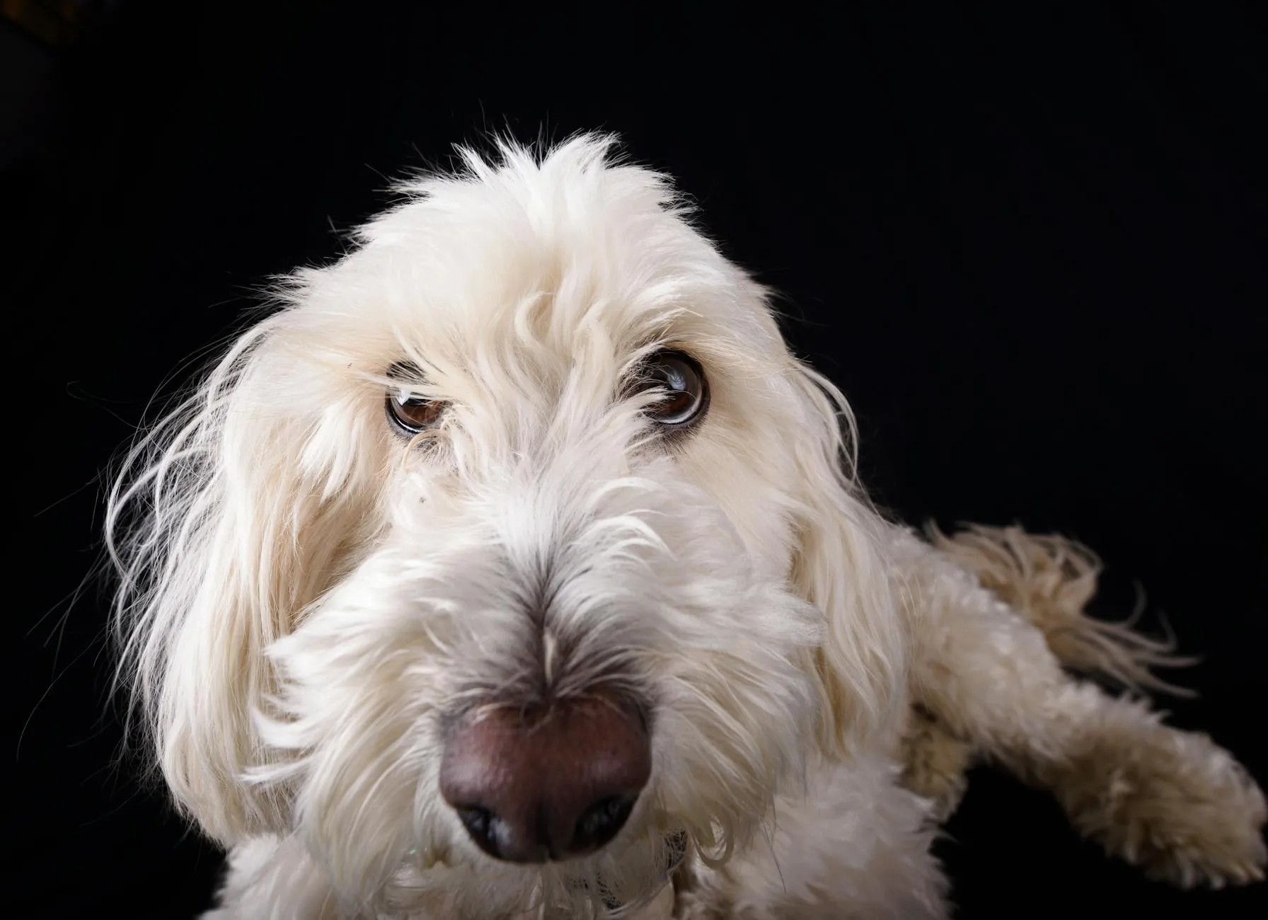 Koiran virtsatietulehdus – Oireet, hoito ja ehkäisy